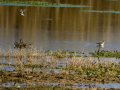 Playero zancón - Calidris himantopus - Territ camallarg