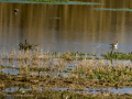 Playero zancón - Calidris himantopus - Territ camallarg