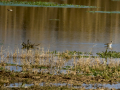 Playero zancón - Calidris himantopus - Territ camallarg