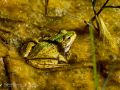 Rana común - Pelophylax perezi - Granota verda