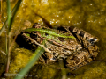 Rana común - Pelophylax perezi - Granota verda