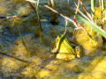 Rana común - Pelophylax perezi - Granota verda