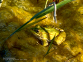 Rana común - Pelophylax perezi - Granota verda
