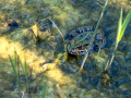 Rana común - Pelophylax perezi - Granota verda