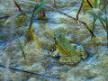 Rana común - Pelophylax perezi - Granota verda