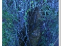 20140405_03-Rellinars.jpg