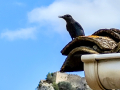 Roquero solitario - Monticola solitarius - Merla blava