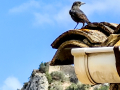 Roquero solitario - Monticola solitarius - Merla blava