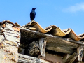 Roquero solitario - Monticola solitarius - Merla blava
