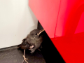Roquero solitario - Monticola solitarius - Merla blava