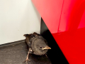 Roquero solitario - Monticola solitarius - Merla blava