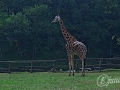 2014-08-08 11h37m13.jpg