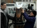 Sant Antoni Abad_100.jpg