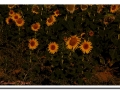 2015-08-18_05