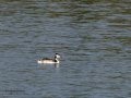 Somormujo lavanco - Podiceps cristatus - Cabussó emplomallat
