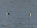 Somormujo lavanco - Podiceps cristatus - Cabussó emplomallat Somormujo lavanco - Podiceps cristatus - Cabussó emplomallat