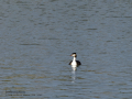 Somormujo lavanco - Podiceps cristatus - Cabussó emplomallat