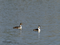 Somormujo lavanco - Podiceps cristatus - Cabussó emplomallat Somormujo lavanco - Podiceps cristatus - Cabussó emplomallat