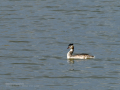 Somormujo lavanco - Podiceps cristatus - Cabussó emplomallat