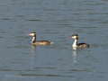 Somormujo lavanco - Podiceps cristatus - Cabussó emplomallat Somormujo lavanco - Podiceps cristatus - Cabussó emplomallat