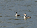 Somormujo lavanco - Podiceps cristatus - Cabussó emplomallat Somormujo lavanco - Podiceps cristatus - Cabussó emplomallat