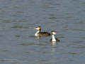 Somormujo lavanco - Podiceps cristatus - Cabussó emplomallat Somormujo lavanco - Podiceps cristatus - Cabussó emplomallat