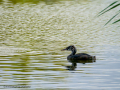 Somormujo lavanco - Podiceps cristatus - Cabussó emplomallat