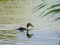 Somormujo lavanco - Podiceps cristatus - Cabussó emplomallat