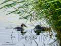 Somormujo lavanco - Podiceps cristatus - Cabussó emplomallat