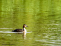 Somormujo lavanco - Podiceps cristatus - Cabussó emplomallat