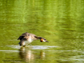 Somormujo lavanco - Podiceps cristatus - Cabussó emplomallat