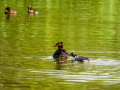 Somormujo lavanco - Podiceps cristatus - Cabussó emplomallat