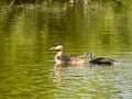 Somormujo lavanco - Podiceps cristatus - Cabussó emplomallat