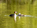Somormujo lavanco - Podiceps cristatus - Cabussó emplomallat