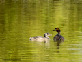 Somormujo lavanco - Podiceps cristatus - Cabussó emplomallat