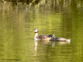 Somormujo lavanco - Podiceps cristatus - Cabussó emplomallat