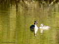 Somormujo lavanco - Podiceps cristatus - Cabussó emplomallat