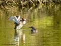 Somormujo lavanco - Podiceps cristatus - Cabussó emplomallat