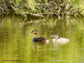 Somormujo lavanco - Podiceps cristatus - Cabussó emplomallat