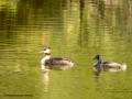 Somormujo lavanco - Podiceps cristatus - Cabussó emplomallat