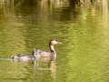Somormujo lavanco - Podiceps cristatus - Cabussó emplomallat