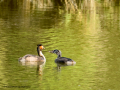 Somormujo lavanco - Podiceps cristatus - Cabussó emplomallat