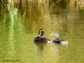 Somormujo lavanco - Podiceps cristatus - Cabussó emplomallat