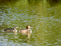 Somormujo lavanco - Podiceps cristatus - Cabussó emplomallat