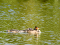 Somormujo lavanco - Podiceps cristatus - Cabussó emplomallat