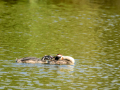Somormujo lavanco - Podiceps cristatus - Cabussó emplomallat