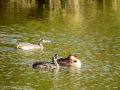 Somormujo lavanco - Podiceps cristatus - Cabussó emplomallat