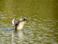 Somormujo lavanco - Podiceps cristatus - Cabussó emplomallat