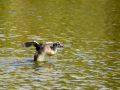 Somormujo lavanco - Podiceps cristatus - Cabussó emplomallat