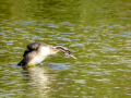 Somormujo lavanco - Podiceps cristatus - Cabussó emplomallat